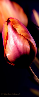 Romantic apricot red tulip