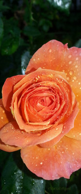 Romantic rose in apricot colour