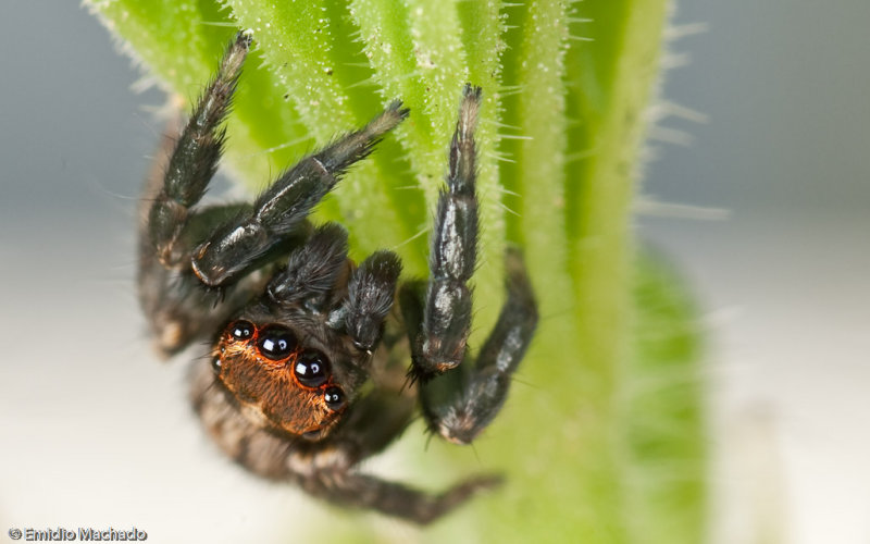 Euophrys semiglabrata_1011 EM-98416.jpg