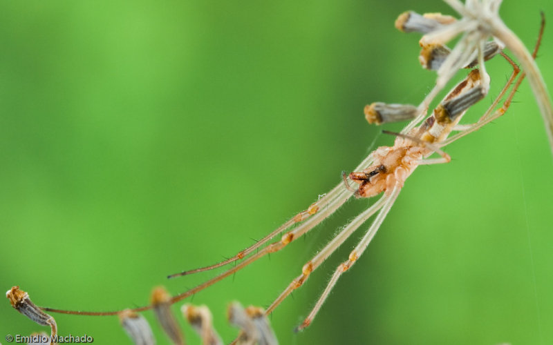 Tetragnatha_0095 EM-94410.jpg