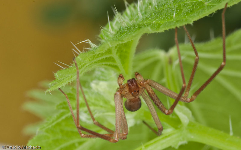 Loxosceles rufescens 01084MA-95349.jpg