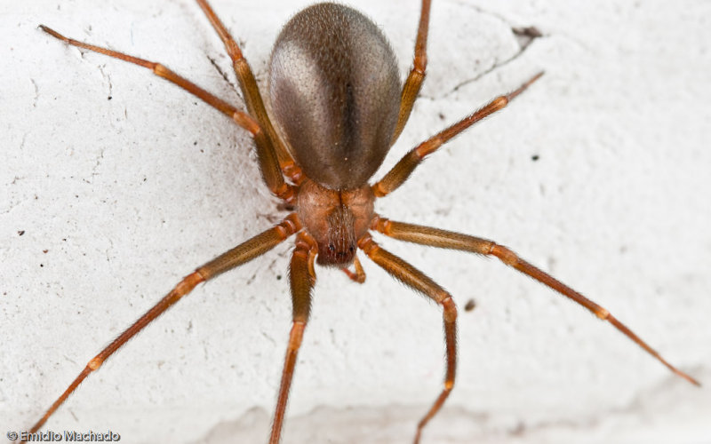 Loxosceles rufescens 0000FA-90889.jpg