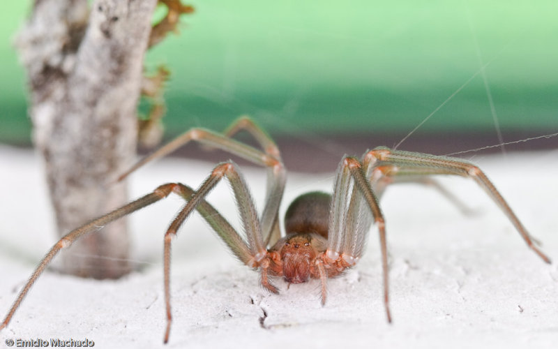 Loxosceles rufescens 0000FA-90901.jpg