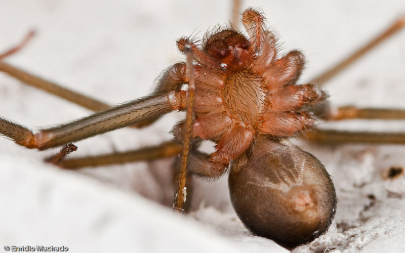 Loxosceles rufescens 0000FA-90926.jpg