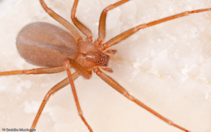 Loxosceles rufescens 0000FA-95776.jpg