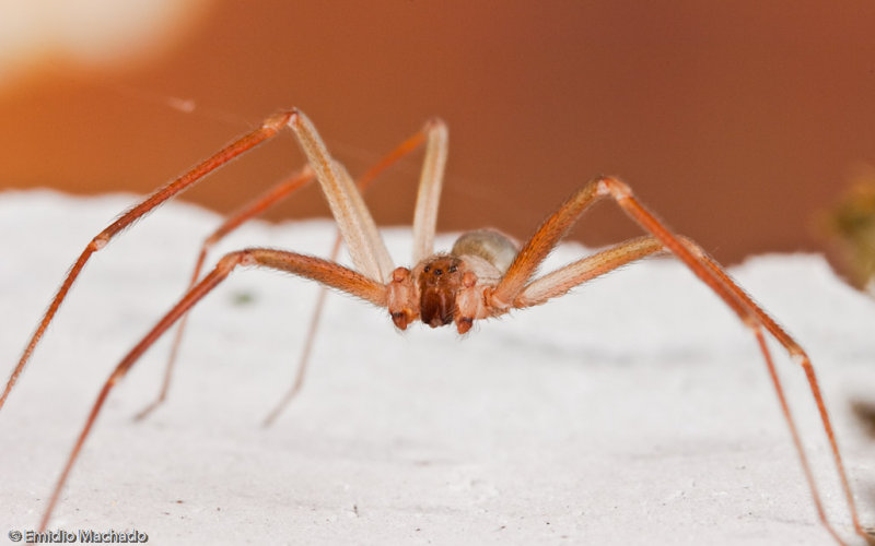 Loxosceles rufescens 0000MA-91020.jpg
