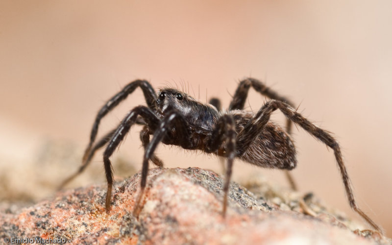 Pardosa_1123FA-98611.jpg