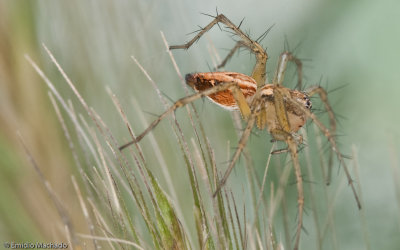 Oxyopes nigripalpis_0693 EM-90598.jpg