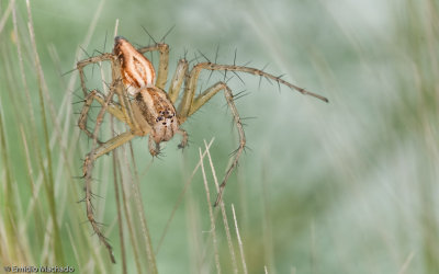 Oxyopes nigripalpis_0693 EM-90590.jpg