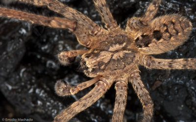 Zorpsis spinimana-1072MA-93279.jpg
