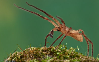 Zorpsis spinimana-1049MA-90880.jpg