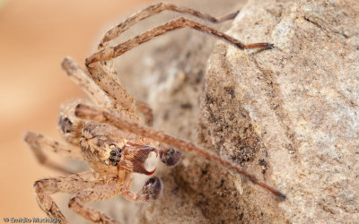 Zorpsis spinimana-1066MA-92671.jpg