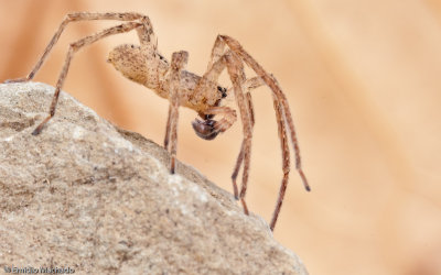 Zorpsis spinimana-1066MA-92697.jpg