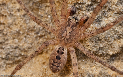 Zorpsis spinimana-1066MA-92786.jpg