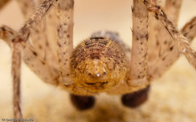 Zorpsis spinimana-1066MA-92830.jpg