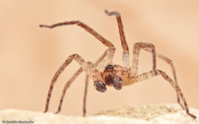Zorpsis spinimana-1066MA-92852.jpg