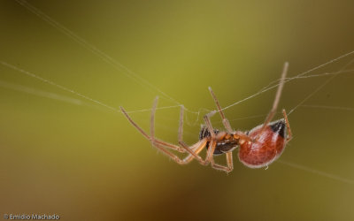Ostearius melanopygius-1074FA-93814.jpg