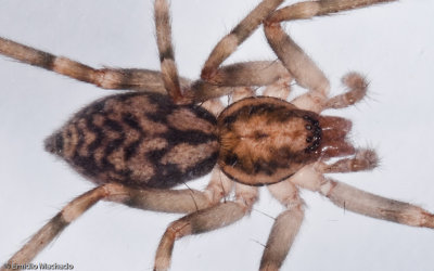 Liocranum sp. 1004MS-4.jpg