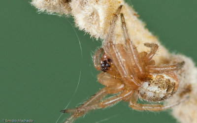 Zygiella atrica 0000FA-90699.jpg