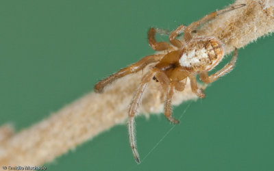 Zygiella atrica 0000FA-90691.jpg