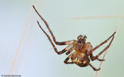 Zilla diodia 0000FA-93928.jpg