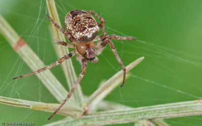 Zilla diodia 0000FA-94746.jpg