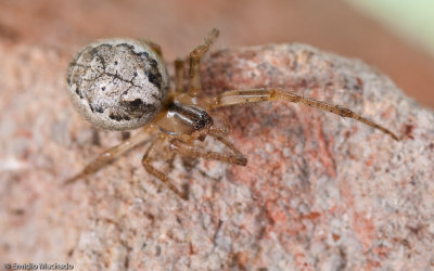 Zygiella x-notata 0520FA-92371.jpg