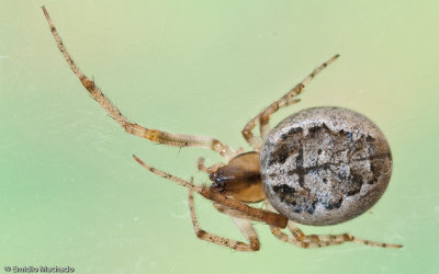 Zygiella x-notata 0520FA-92974.jpg