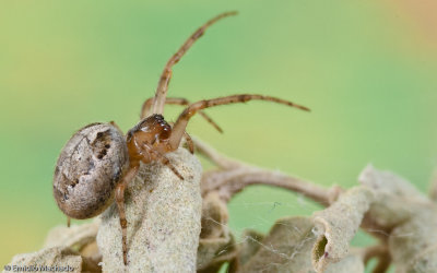 Zygiella x-notata 0520FA-92989.jpg