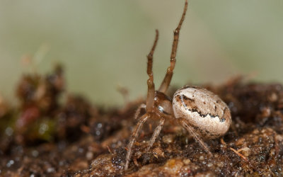 Zygiella x-notata 0949FA-92478.jpg