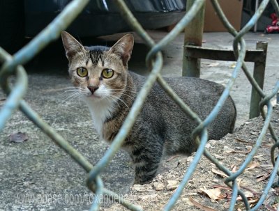 new cat's photos (Hong Kong)