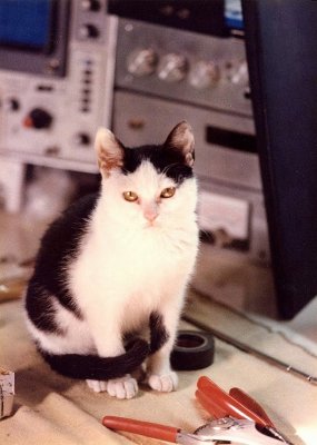 Gato de Laboratorio II.jpg