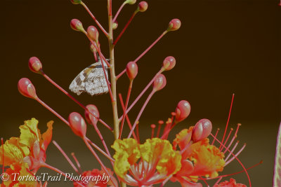 Local Butterflies (Tucson, AZ)