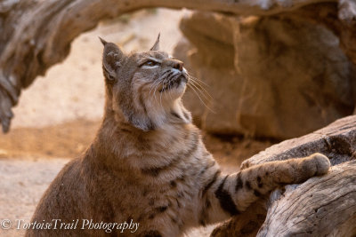 Arizona-Sonora Desert Museum