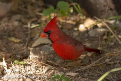 Tanagers, Cardinals, and Allies