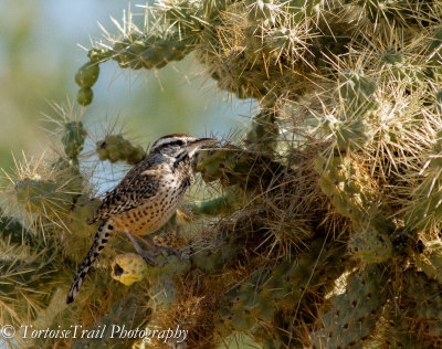 Wrens