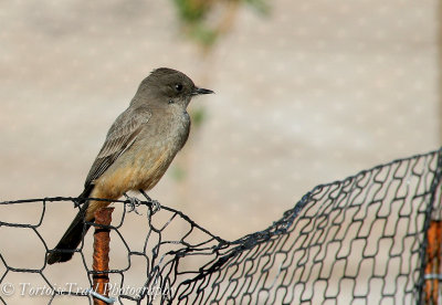 Tyrant Flycatchers