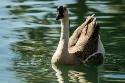 Swans and Geese