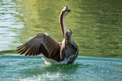 Swans and Geese