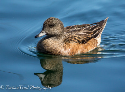 American Wigeon