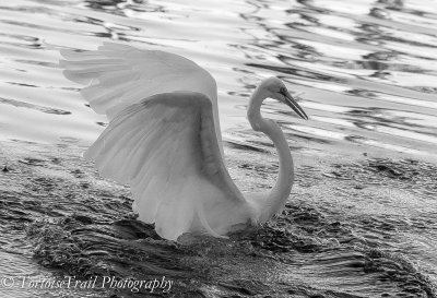 Wading Birds