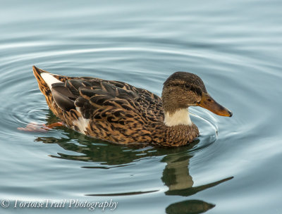 Mallard Hybrid