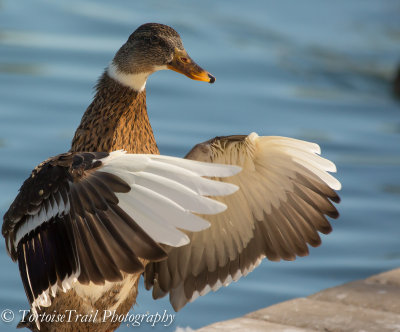 Mallard Hybrid