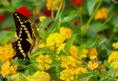 Local Butterflies (Tucson, AZ)