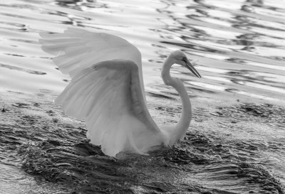 Black & White
