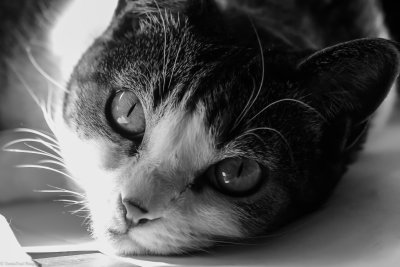 Lilly
