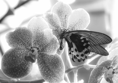 Black & White