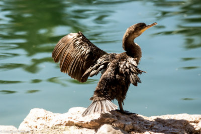 Cormorants