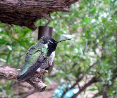 Hummingbirds