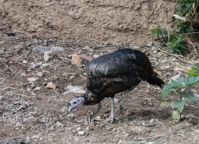 Arizona-Sonora Desert Museum